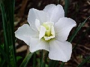 poeticus Princess Irene